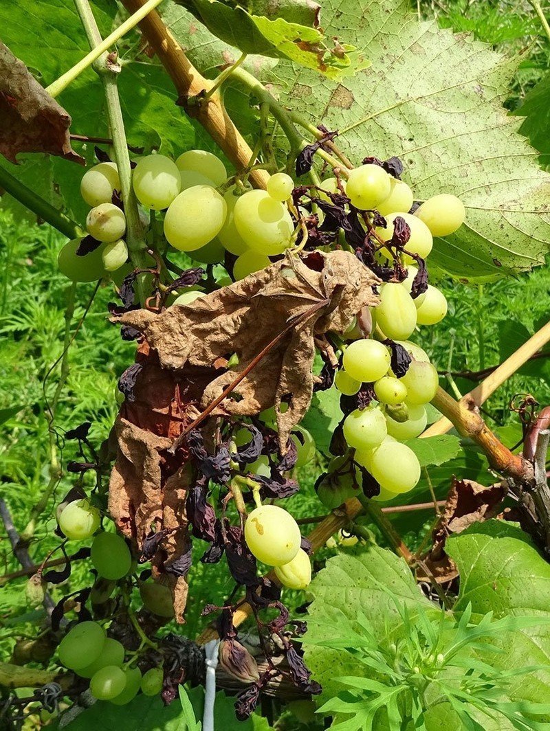 Оидиум на винограде
