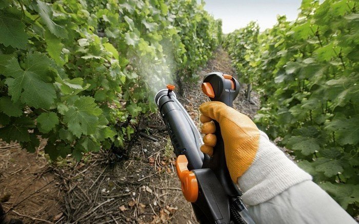 Пестициды на винограднике