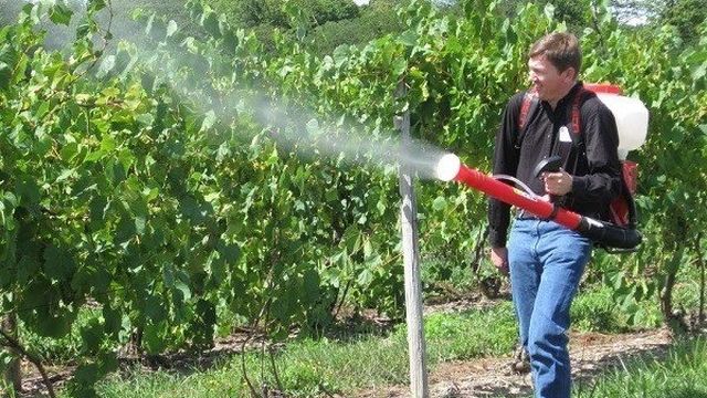 Хорус — противогрибковое средство для винограда