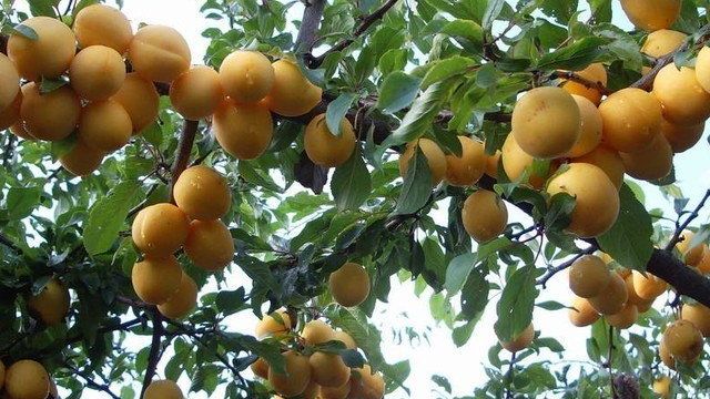 Абрикос: фото, видео, выращивание, посадка и уход за абрикосом
