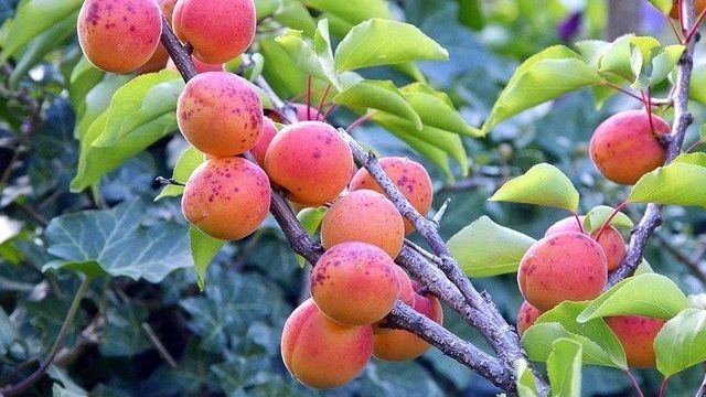 Дерево абрикос — как правильно ухаживать за ним на даче