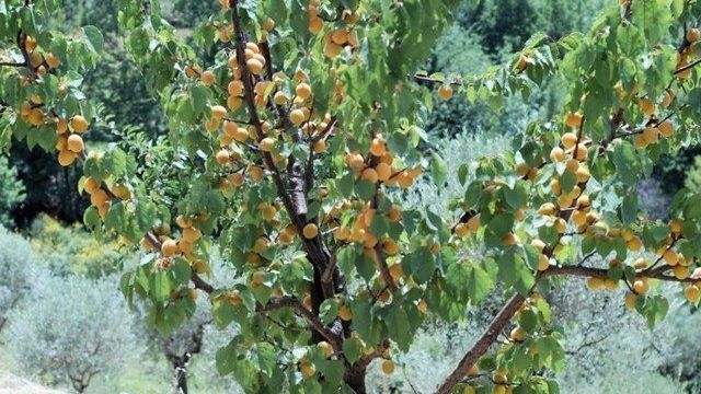 Выращивание абрикосового дерева