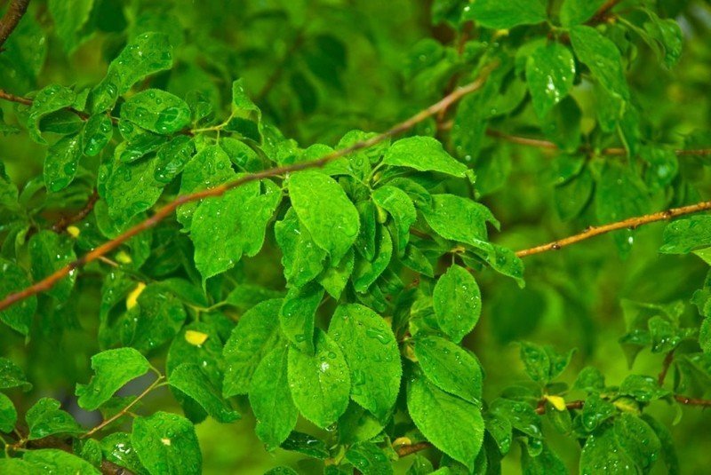 Зеленый лист с росой