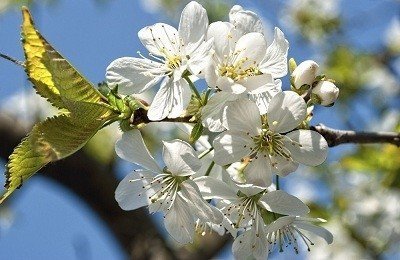 Prunus cerasus вишня обыкновенная
