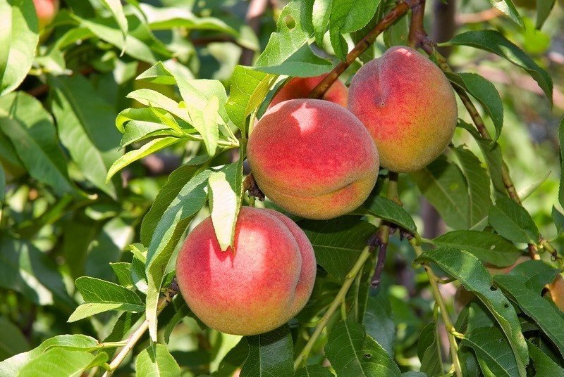 Плодовое дерево персик киевский