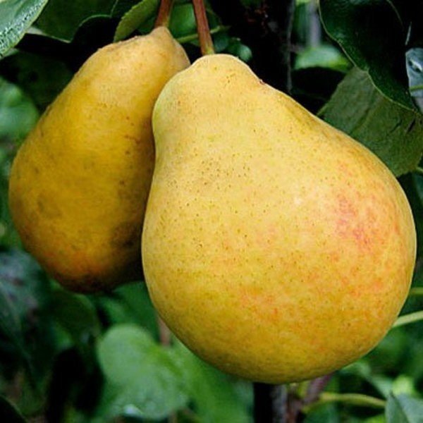 Груша сорт лимонка