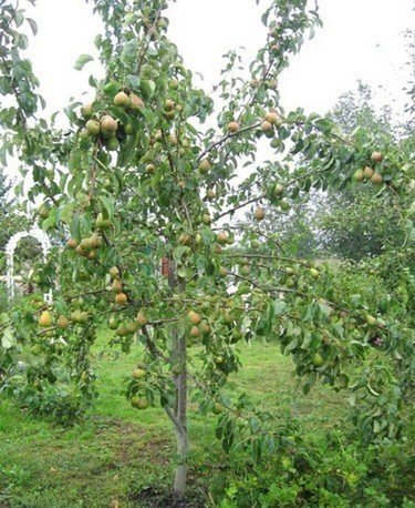 Интенсивный сад яблоня фудж