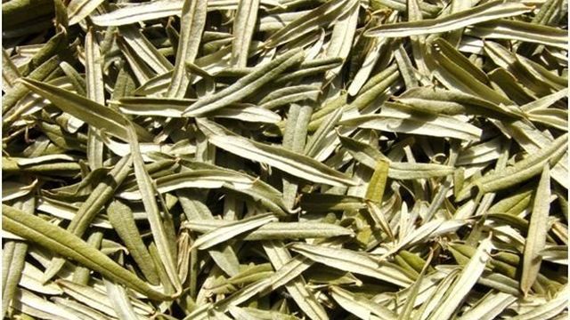 Как приготовить полезный чай из листьев облепихи