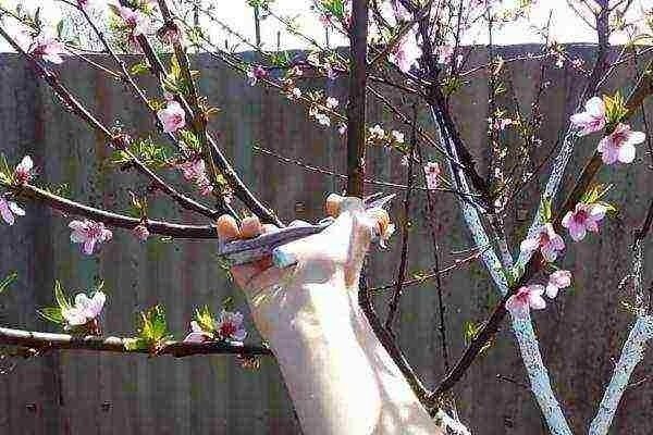 Обрезка персика весной