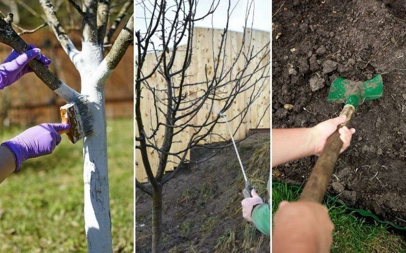 Опрыскивание от вредителей деревьев в саду весной