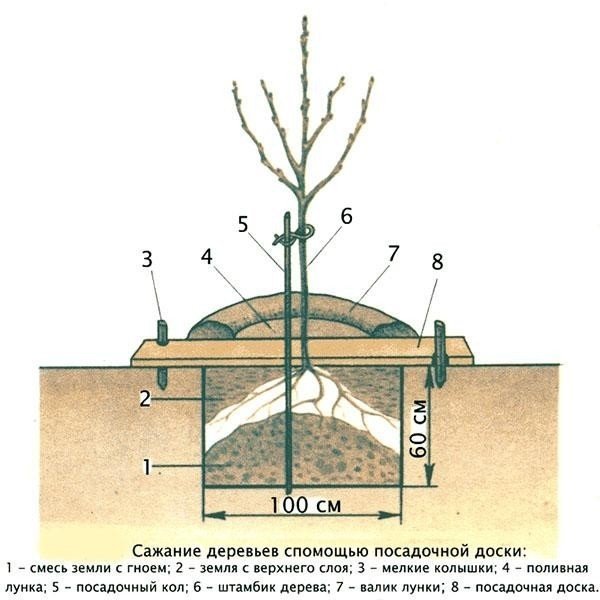 Схема посадки саженцев плодовых деревьев