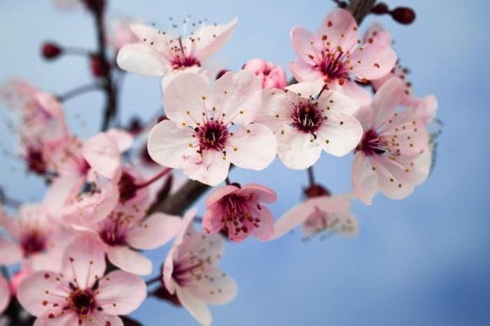Plum blossom цветы