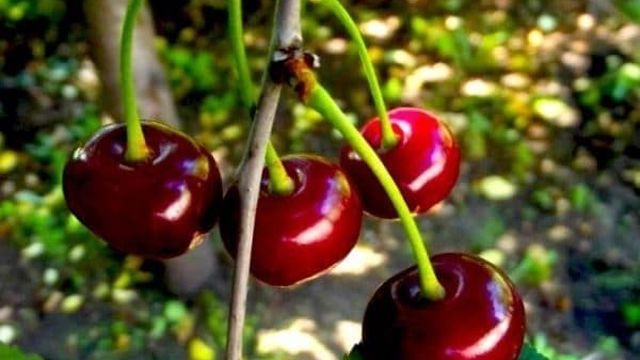 Описание сорта вишни Тамарис, характеристики плодоношения и урожайность