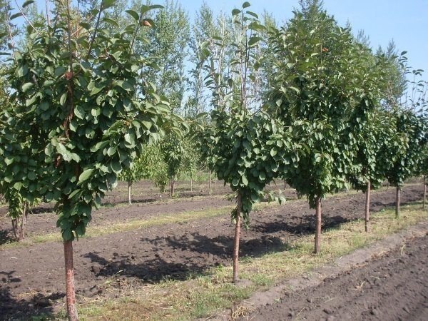 Питомник плодово-ягодных деревьев мичурина