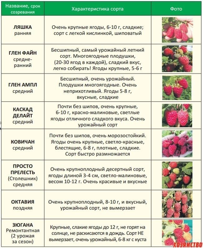 Таблица созревания сортов малины