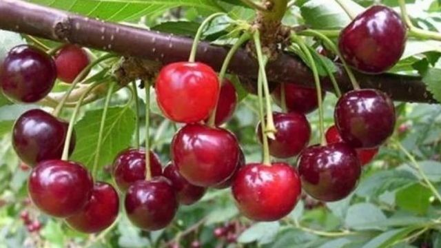 Высокоурожайный неприхотливый сорт вишни «Маяк»