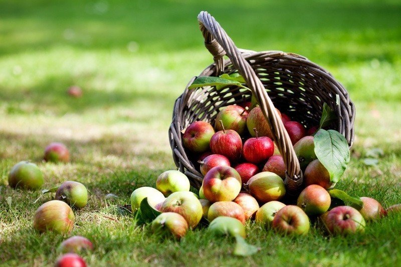 Яблоки урожай в августе поспевают