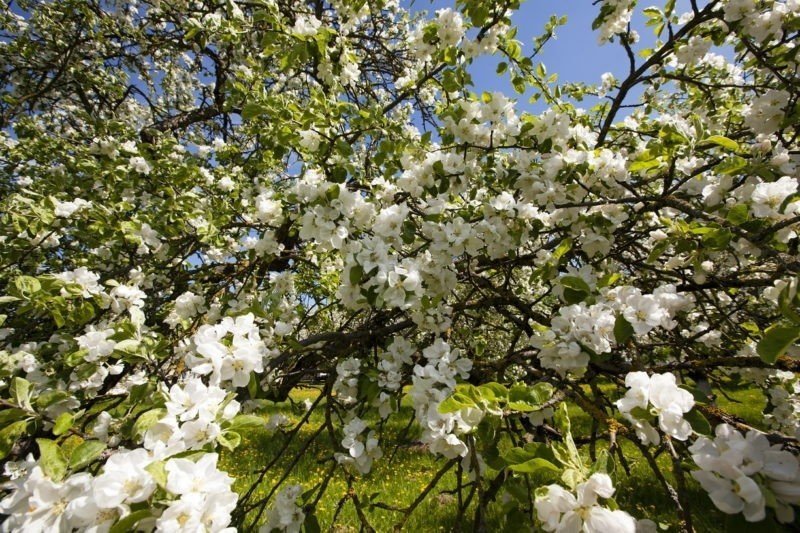 Яблоня “белый налив” цветение дерево