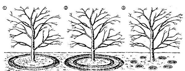 Приствольные круги плодовых деревьев бороздки