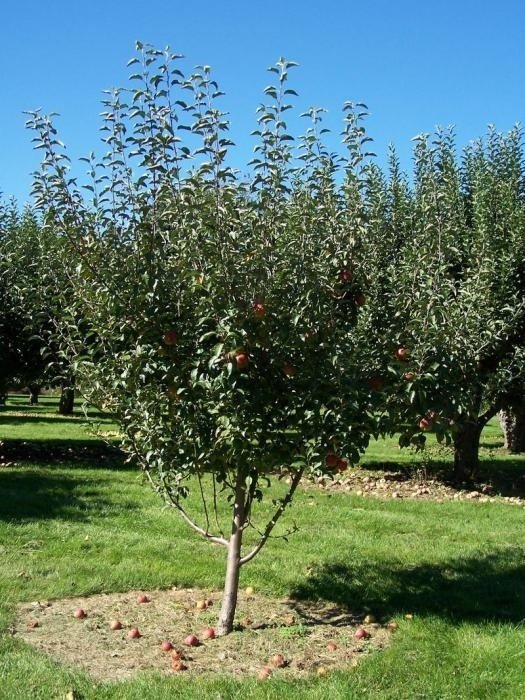 Яблоня мельба дерево