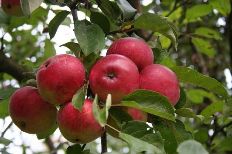 Сорт яблони лобо