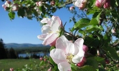 Цветет яблоня пинк роуз