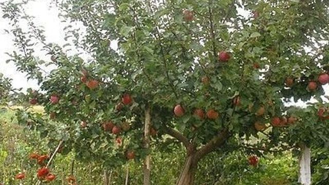 Яблоня анис свердловский — гордость уральского сада