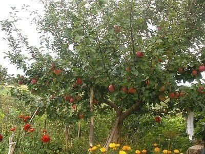 Яблоня анис свердловский дерево