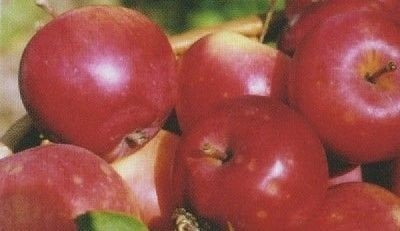 Яблоня анис свердловский