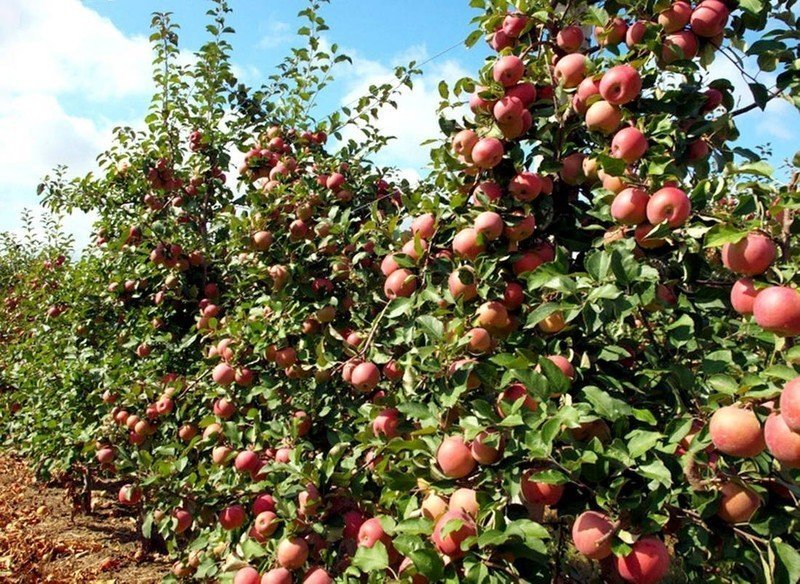 Интенсивный сад яблоня фудж