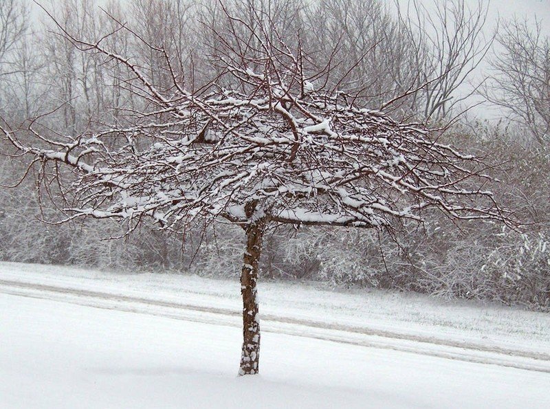 Ствол дерева в снегу