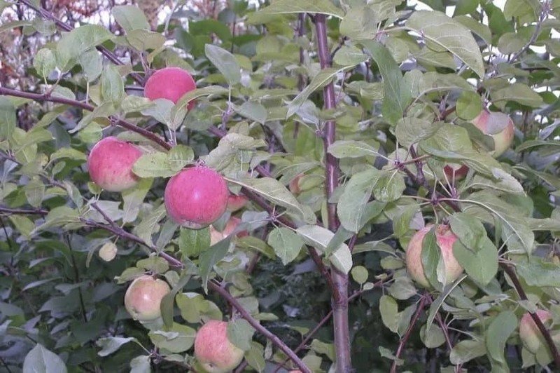 Яблоня боровинка дерево