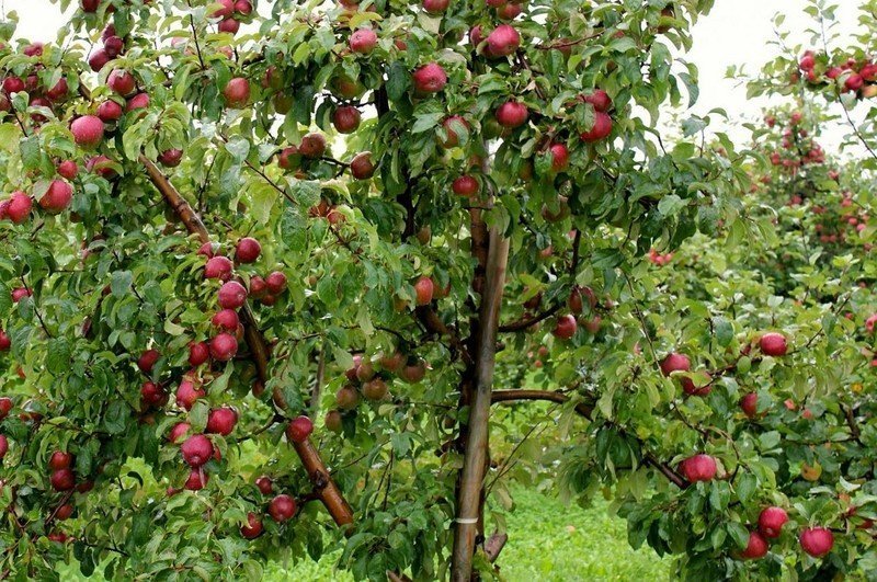 Яблоня марат бусурин