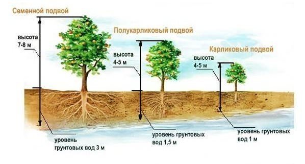 Деревья понижающие уровень грунтовых вод