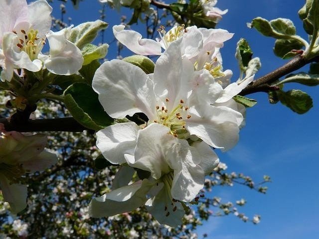 Цветущие яблони белые