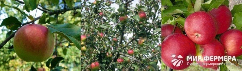 Яблоня уэлси высота дерева