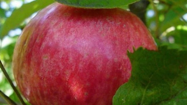 Яблоня «услада»: описание, фото, отзывы