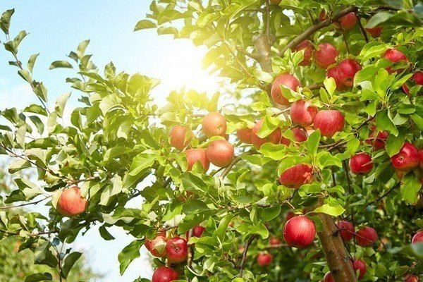 Яблоня фуджи дерево