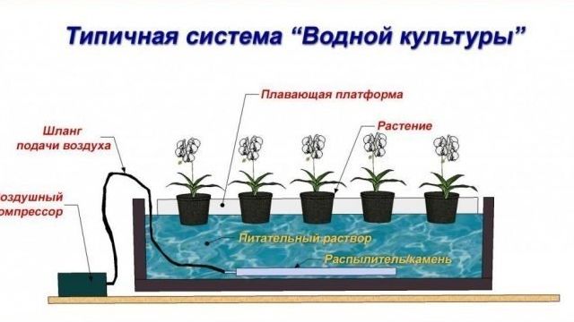 Гидропоника: супер система для выращивания растений