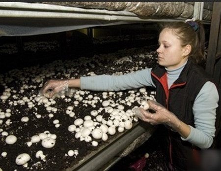 Специалисты из украины по выращиванию шампиньонов