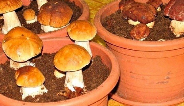 Домашняя грибница белых грибов