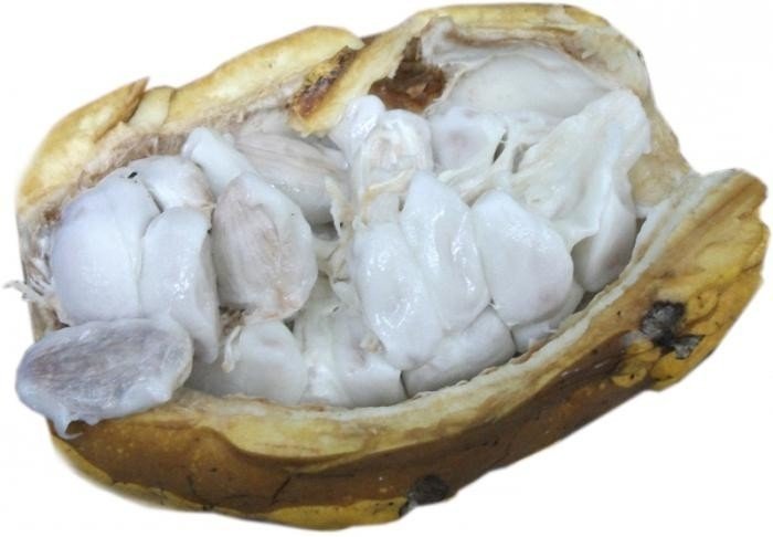 Какао бобы гуаякиль