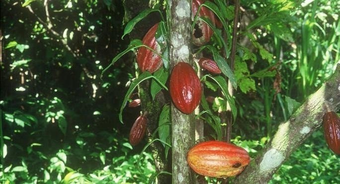 Какао дерево цветет