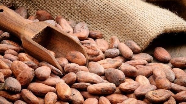 Колумбия какао бобы