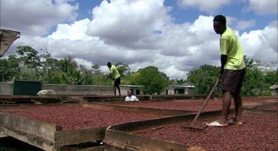 Плантации какао в бразилии