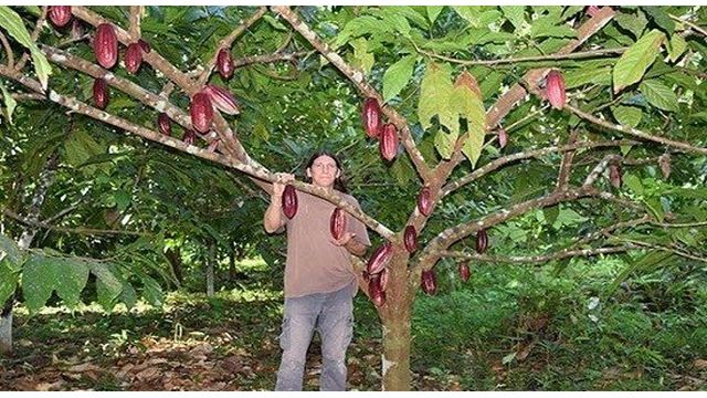 Как растут какао бобы