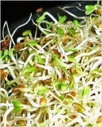 How to grow alfalfa