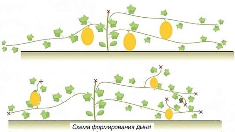 Схема прищипывания арбузов и дынь в открытом грунте