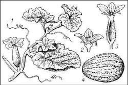 Огурец растение рисунок