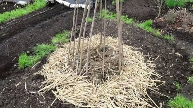 Выращивание «овощной графини» на собственной даче
